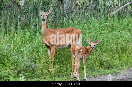 Neben Mission Marsh in Thunder Bay, Ontario, Kanada, stehen eine Mutter und ein Baby-Weißschwanzhirsch neben einem Feld mit hohem grünen Gras und Bäumen. Stockfoto