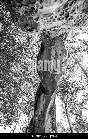 Bodenansicht des einzigartigen Sandsteinbogens im Kiefernwald am trockenen sonnigen Sommertag. Böhmisches Paradies, Tschechische Republik. Schwarzweiß-Bild. Stockfoto