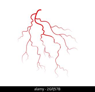 Menschliche Venen und Arterien. Rot verzweigte Blutgefäße und Kapillaren. Vektordarstellung auf weißem Hintergrund isoliert Stock Vektor