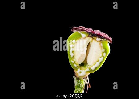 Schnittansicht einer Klatschkapsel (lat: Papaver rhoeas) mit auslaufendem Saft isoliert auf Schwarz in der Draufsicht. Stockfoto