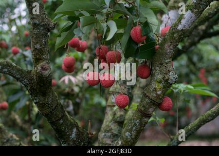 Die Lychee-Saison im Luc Ngan Distrikt, Provinz Bac Giang, dauert von Ende Mai bis Mitte Juli. Heutzutage sind Litschi-Gärten in Bac Giang Stockfoto