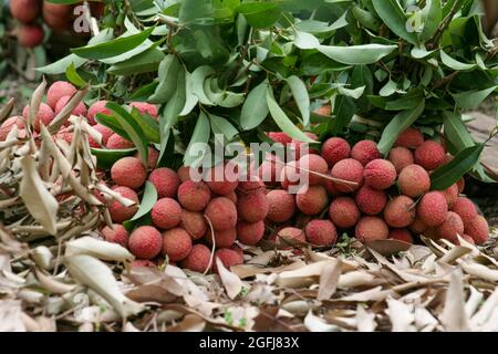 Die Lychee-Saison im Luc Ngan Distrikt, Provinz Bac Giang, dauert von Ende Mai bis Mitte Juli. Heutzutage sind Litschi-Gärten in Bac Giang Stockfoto