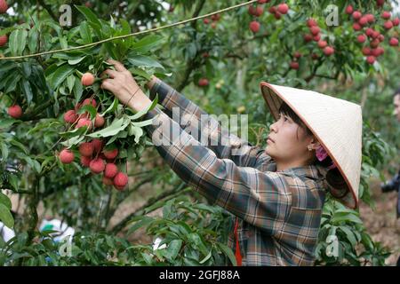 Die Lychee-Saison im Luc Ngan Distrikt, Provinz Bac Giang, dauert von Ende Mai bis Mitte Juli. Heutzutage sind Litschi-Gärten in Bac Giang Stockfoto