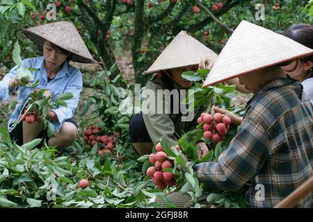 Die Lychee-Saison im Luc Ngan Distrikt, Provinz Bac Giang, dauert von Ende Mai bis Mitte Juli. Heutzutage sind Litschi-Gärten in Bac Giang Stockfoto