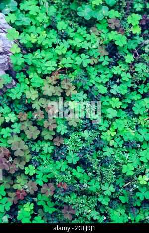 Nahaufnahme eines Fleckens grüner Kleeblätter aus der Luft Stockfoto