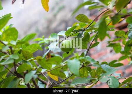 Guava-Frucht auf dem Baum Stockfoto