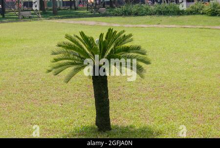 cycas revoluta im Garten Stockfoto