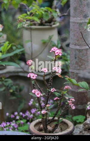 Rosa Blume der Muhorbia Milii blüht Stockfoto