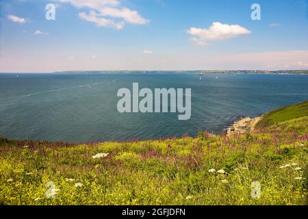 Eine Fülle von wilden Blumen auf den Klippen über Porthbeor Beach, Roseland Peninsula, Cornwall, Großbritannien Stockfoto