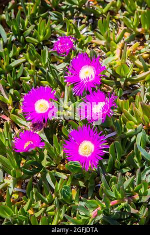 Erdschleimpflanze mit sukkulenten Blättern, Carpobrotus edulis, Hottentot-Feige, Küstengebiet Cabo de Gata, Provinz Almeria, Andalusien, Spanien, Cabo Stockfoto