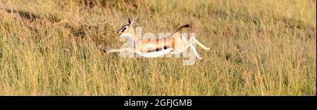 Thomsons Gazelle, Eudorcas thomsonii, springt im langen Gras der Masai Mara, Kenia. Dies ist eine junge Frau. Stockfoto