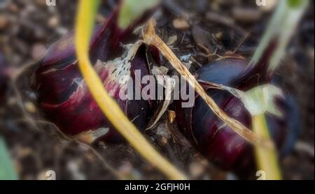 Onion - Red Baron, Allium cepa 'Red Baron' reift in strahlendem Sonnenschein Stockfoto