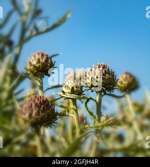 Blick auf Cardoons, Cynara cardunculus, Artischockendistel, zu einem blauen Himmel bei Sonnenschein Stockfoto