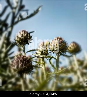 Blick auf Cardoons, Cynara cardunculus, Artischockendistel, zu einem blauen Himmel bei Sonnenschein Stockfoto