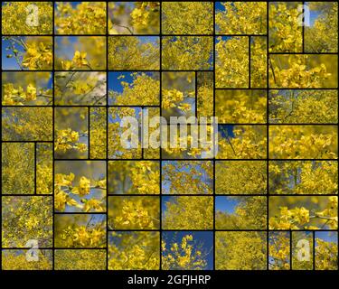 Collage aus gelben Racemenblüten auf Blue Palo Verde, Parkinsonia Florida, Fabaceae, geboren in der südlichen Mojave-Wüste, fotografiert im Frühling 2021. Stockfoto