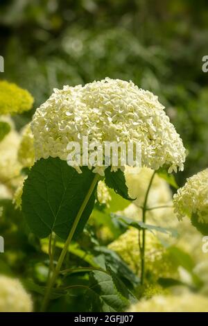 Auffällige Hydrangea arborescens starke Annabelle ('Abetwo') blüht bei gutem Sonnenschein Stockfoto