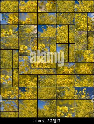 Collage aus gelben Racemenblüten auf Blue Palo Verde, Parkinsonia Florida, Fabaceae, geboren in der südlichen Mojave-Wüste, fotografiert im Frühling 2021. Stockfoto