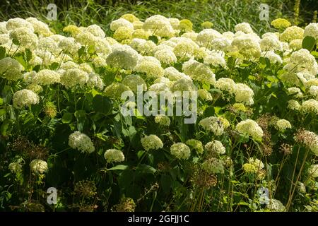 Auffällige Hydrangea arborescens starke Annabelle ('Abetwo') blüht bei gutem Sonnenschein Stockfoto