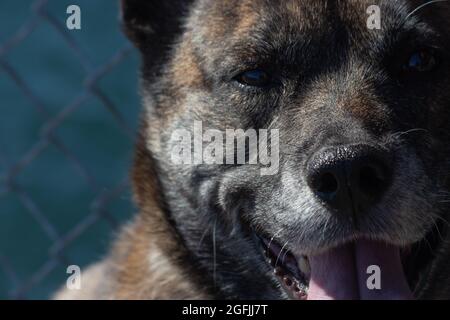 Nahaufnahme eines großen brinmbrosigen Schäferhundes, der sitzt Stockfoto