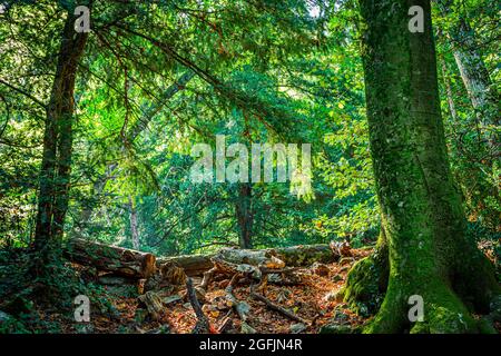 Forêt Domaniale De La Sainte Baume Var Frankreich 83 Stockfoto