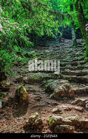 Forêt Domaniale De La Sainte Baume Var Frankreich 83 Stockfoto