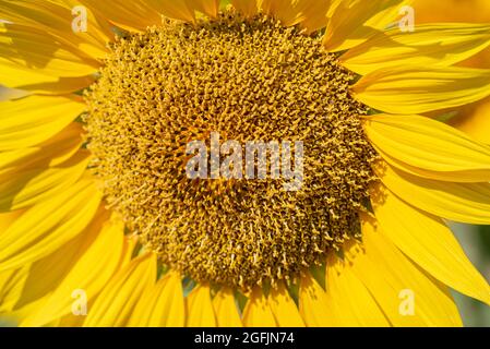 Tournesol Alpes de Haute Provrence Valensol Frankreich 04 Stockfoto