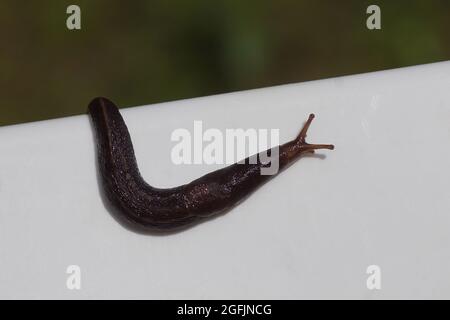 Große graue Schnecke, Leopardenschnecke (LiMax maximus), Familie Limacidae kriechende weiße Oberfläche mit einem verblassten Garten im Hintergrund. Sommer, Niederlande, Stockfoto