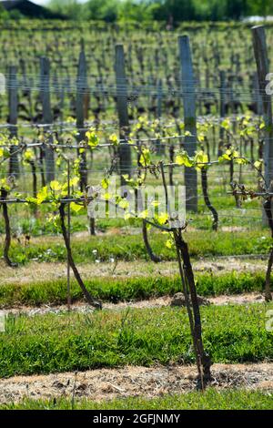 Nogaro (Südwestfrankreich), 2021/04/15: Weingut „Les Hauts De Montrouge“, das rund 60 Winzer versammelt, die Weine und Liköre wie Armagnac herstellen Stockfoto