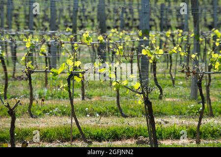 Nogaro (Südwestfrankreich), 2021/04/15: Weingut „Les Hauts De Montrouge“, das rund 60 Winzer versammelt, die Weine und Liköre wie Armagnac herstellen Stockfoto