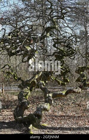 Zwergbuche (Fagus sylvatica, Tortuosa-Gruppe) im Wald von Verzy (Nordostfrankreich) Stockfoto