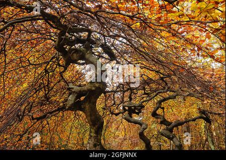 Zwergbuche (Fagus sylvatica, Tortuosa-Gruppe) im Wald von Verzy (Nordostfrankreich) Stockfoto