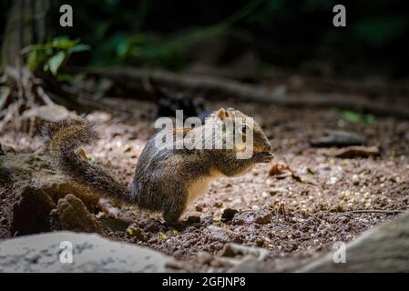 Das Himalaya-Streifenhörnchen (Tamiops mcclellandii), auch bekannt als westliches Streifenhörnchen oder burmesisches Streifenhörnchen Stockfoto