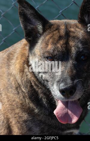 Nahaufnahme eines großen brinmbrosigen Schäferhundes, der sitzt Stockfoto