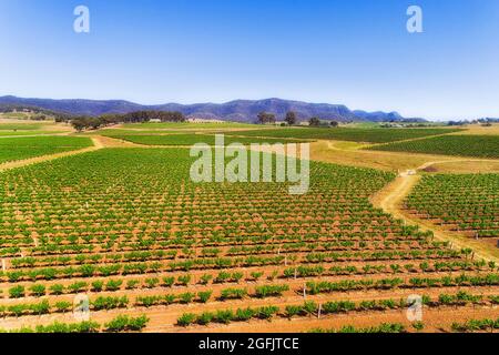 Endlose Weinberge auf berühmten Weinkellereien der australischen Hunter Valley Region - landschaftlich reizvolle Landschaft. Stockfoto