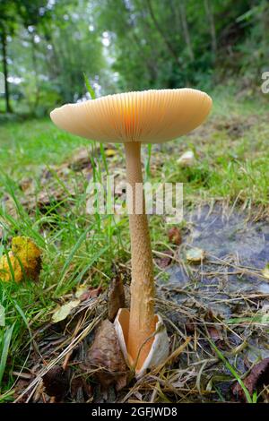 Orange Grisette - Amanita crocea, große Pilzmütze in Exmoor Waldgebiet Stockfoto