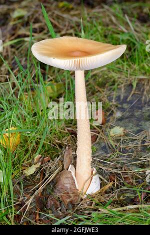 Orange Grisette - Amanita crocea, große Pilzmütze im Exmoor-Wald Stockfoto