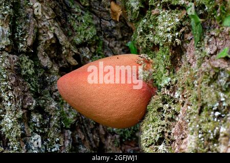 Beefsteak Fungus - Fistulina hepatica, junger Fruchtkörper auf Eiche Stockfoto