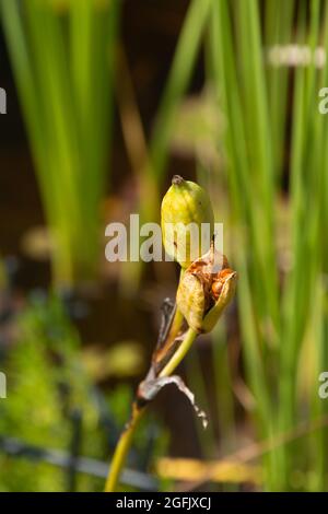 Reife und offene Siberian Iris Samenschoten mit braunen Samen kurz vor dem Ausfallen in der Sommersonne Stockfoto