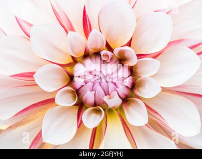 Eine Nahaufnahme einer einzigen weißen Dahlia-Blume mit leuchtend rosa roten Streifen. Stockfoto