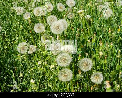 Viele weiße Dandelion-Samenköpfe, Dandelion-Flusen im grünen Rasen im Frühjahr unberührt von Herbiziden. Stockfoto