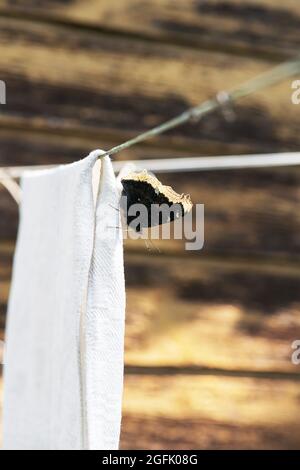 Trauermantel (Nymphalis antiopa) Schmetterling mit geschlossenen schwarzen Flügeln auf weißem Handtuch sitzend in alten und verwitterten braunen Holzwandhintergrund mit Polizist Stockfoto