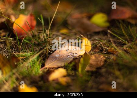 Herbstfarben. Abgefallene Blätter verschiedener Farben auf dem Gras im Park. Stockfoto