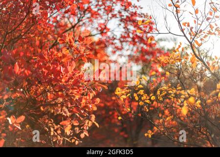 Herbststräucher mit roten Blättern. Der Herbst malt in einem Stadtpark. Stockfoto