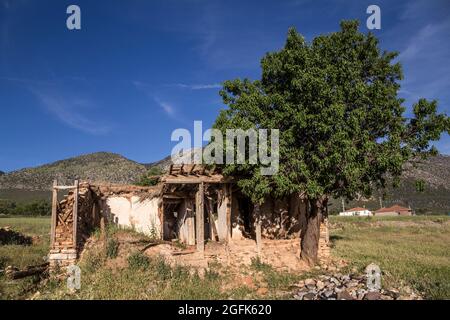 Ein verlassenes Gebäude hinter einem Baum unter blauem Himmel Stockfoto