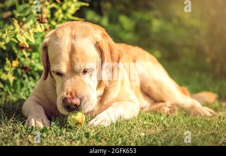 Entzückendes Rehkitz Labrador liegt auf dem Gras und isst einen Apfel Stockfoto