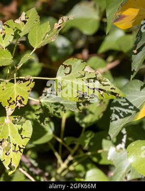 Ein deformierte Wand Efeu Blatt. Von Schädlingen gefressen. Nahaufnahme Stockfoto