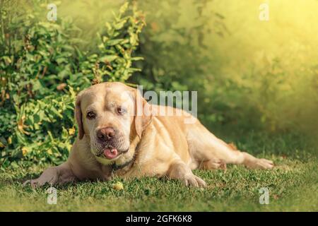 Entzückendes Rehkitz Labrador liegt auf dem Gras und isst einen Apfel Stockfoto