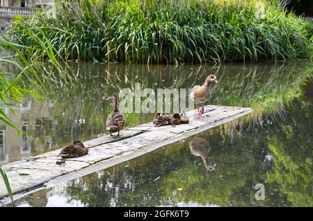 Kew Green London UK - eine ägyptische Gans (Alopochen aegyptiaca) und eine Familie von Mallard (Anas platyrhynchos) Enten auf dem Kew Green Teich in London UK Stockfoto