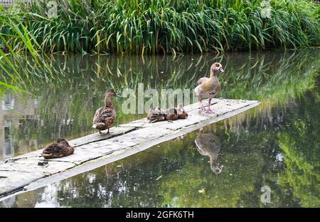 Kew Green London UK - eine ägyptische Gans (Alopochen aegyptiaca) und eine Familie von Mallard (Anas platyrhynchos) Enten auf dem Kew Green Teich in London UK Stockfoto