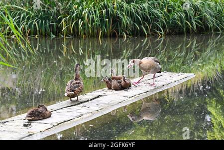 Kew Green London UK - eine ägyptische Gans (Alopochen aegyptiaca) und eine Familie von Mallard (Anas platyrhynchos) Enten auf dem Kew Green Teich in London UK Stockfoto